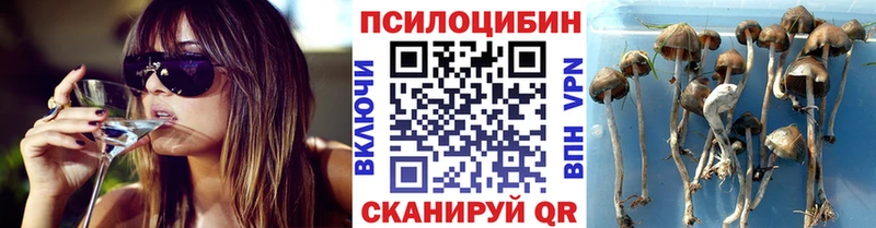 закладки  Верхняя Пышма  Галлюциногенные грибы MAGIC MUSHROOMS 